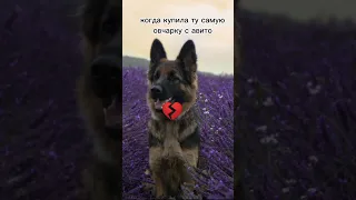 ожидание/реальность #рекомендации #рек #dog #собака #cute#смех