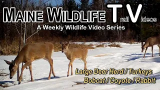 Deer Herd | Toms | Coyote | Snowshoe Hare | Bobcat | Maine Wildlife Trail Video week ending 3.31.23