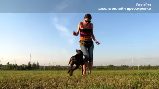 Good Dog: обучение собаки трюку "Твист" (демонстрация)