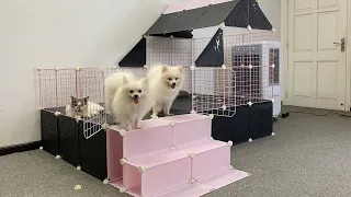 DIY House For Pomeranian Poodle Puppies Kittens | How To Make House Dogs Cats | MR PET