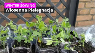 Czy mogę już sadzić rozsadę WINTER SOWING / Pierwszy raz z mini sadzonkami ze sklepu / MrsGarden