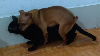 Dog Trying To Mate With Cat