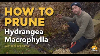 How to prune Hydrangea Macrophylla with Rick Brookman