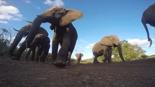 GoPro Awards: African Elephant Bites a GoPro