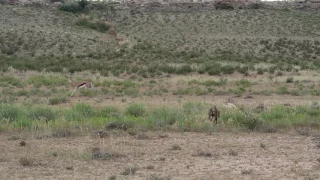 Kalahari Transfrontier Park - Cheetah chasing Springbok