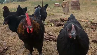 A Bigger Run for our 12 week old French Black Copper Maran Chickens