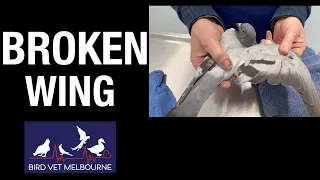 Pigeon with a broken wing finds help at Bird Vet Melbourne