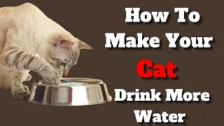 How To Encourage Your Cat To Drink More Water | 11 Helpful Tips