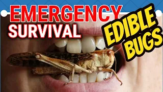 12 Edible Bugs That Could Help You Survive [Backpacking Survival Skills 101]