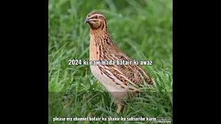 new female batair ki awaz 2024 mada batair ki Kamal awaz quails sound