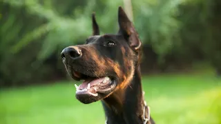 How much exercise do Doberman Pinschers need daily?