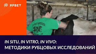 Анализ переваримости в рубце. In vivo, in situ или in vitro?