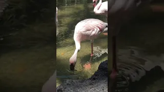 Pink Flamingo in Fuerteventura, Oasis Park