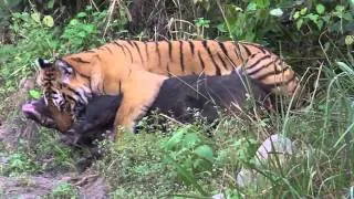 Tiger Trys To Kill Wild Boar [HD]