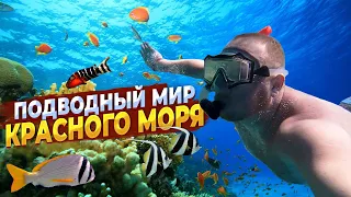 Отдых в Египте. Подводный мир Красного моря.