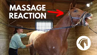 EASY MASSAGES TO TRY ON YOUR HORSE
