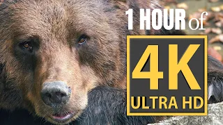 ONE HOUR of 4K ULTRA HD video and MUSIC #4k #4kvideo #hdr