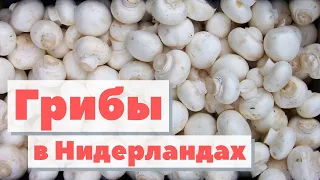 Шампиньоны | Как это сделано | Mushrooms. Nederland