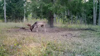 Čia Lietuva. Įstabiais gamtos takais (8). Danielių ruduo.