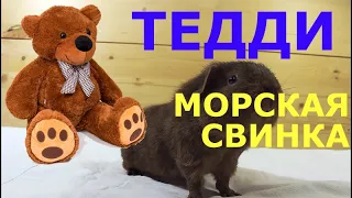 Морская свинка породы Тедди. Отличия пород Тедди и Рекс Чем отличаются Тедди и Рекс Teddy Guinea Pig