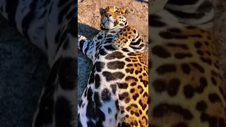 Perfect Jaguar Belly! SO CUTE