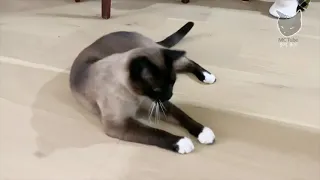 Siamese cat, MoongChi, plays hunting a snake down