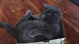 Funny cats - guaranteed to make you laugh  - Funny compilation of cats  - Reverse video