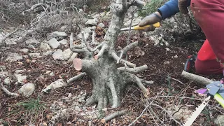 Collecting powerful carpinus orientalis yamadori - Ris (Bobcat)