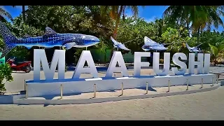 Мальдивы. Остров Маафуши. Maldives. Maafushi Island