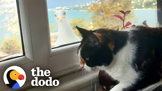 Seagull Shows Off Her Baby Chick To Cat BFF | The Dodo