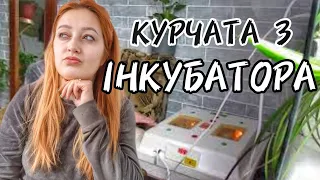 КУРЧАТА З ІНКУБАТОРА ЗА 21 ДЕНЬ. #інкубатор #циплята #курчата