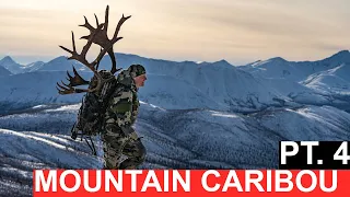 Dall's Sheep and Mountain Caribou in Yukon's Wintery Mountains Part 4 of 4