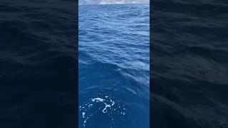 Wale (Grindwale) zwischen Teneriffa und La Gomera Teil 1