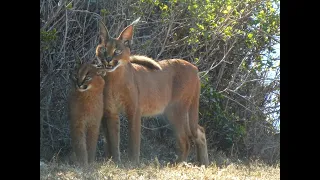 LORDS OF THE CAPE: The Caracals of Table Mountain.