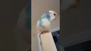 GOOO IF YOU DONT LIKE BIRDS #bird #parakeet #pets #cute #budgie #animal #parrot #fypシ #fyp #birds