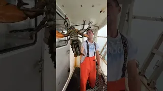 Huge female! Maine lobster