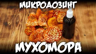 Микродозинг Мухомора