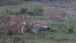 Lion pride eating a crocodile