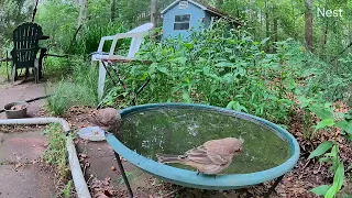 baby brown-headed cow birds