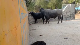 Meeting successfully | Village buffalo mating