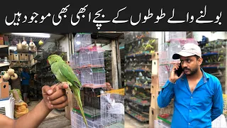 College Road Birds Market Rawalpindi | Birds Market 🦜| Talking Parrot Chicks 🐣