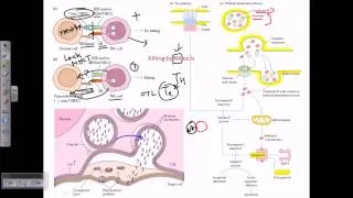 Natural killer cells