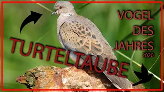 Turteltaube - Vogel des Jahres 2020 Steckbrief [Aussehen,Fortpflanzung,Lebensraum und mehr]