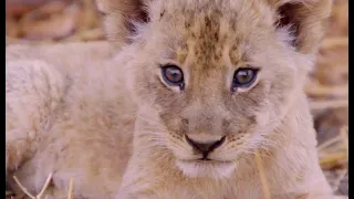 Misfit lion cub full story  - Part 2