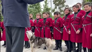 грузинская собака хаски поёт С певцами