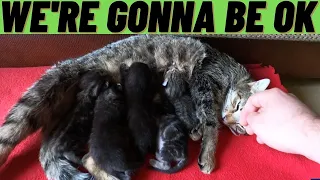 Mother of 5 Kittens is Sick...