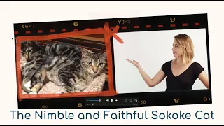 The Nimble and Faithful Sokoke Cat