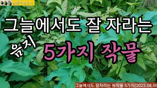 그늘에서도 잘 자라는 농작물, 다년생 음지 작물, 음지식물, 반그늘을 더 좋아하는 작물 5가지