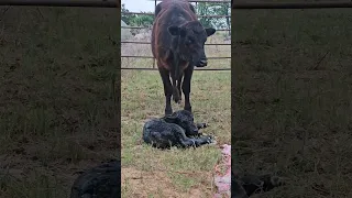 Newborn Baby Calf #ranchlife #cows
