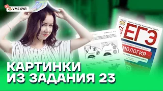 Картинки из задания 23 | Биология ЕГЭ 2022 | Умскул